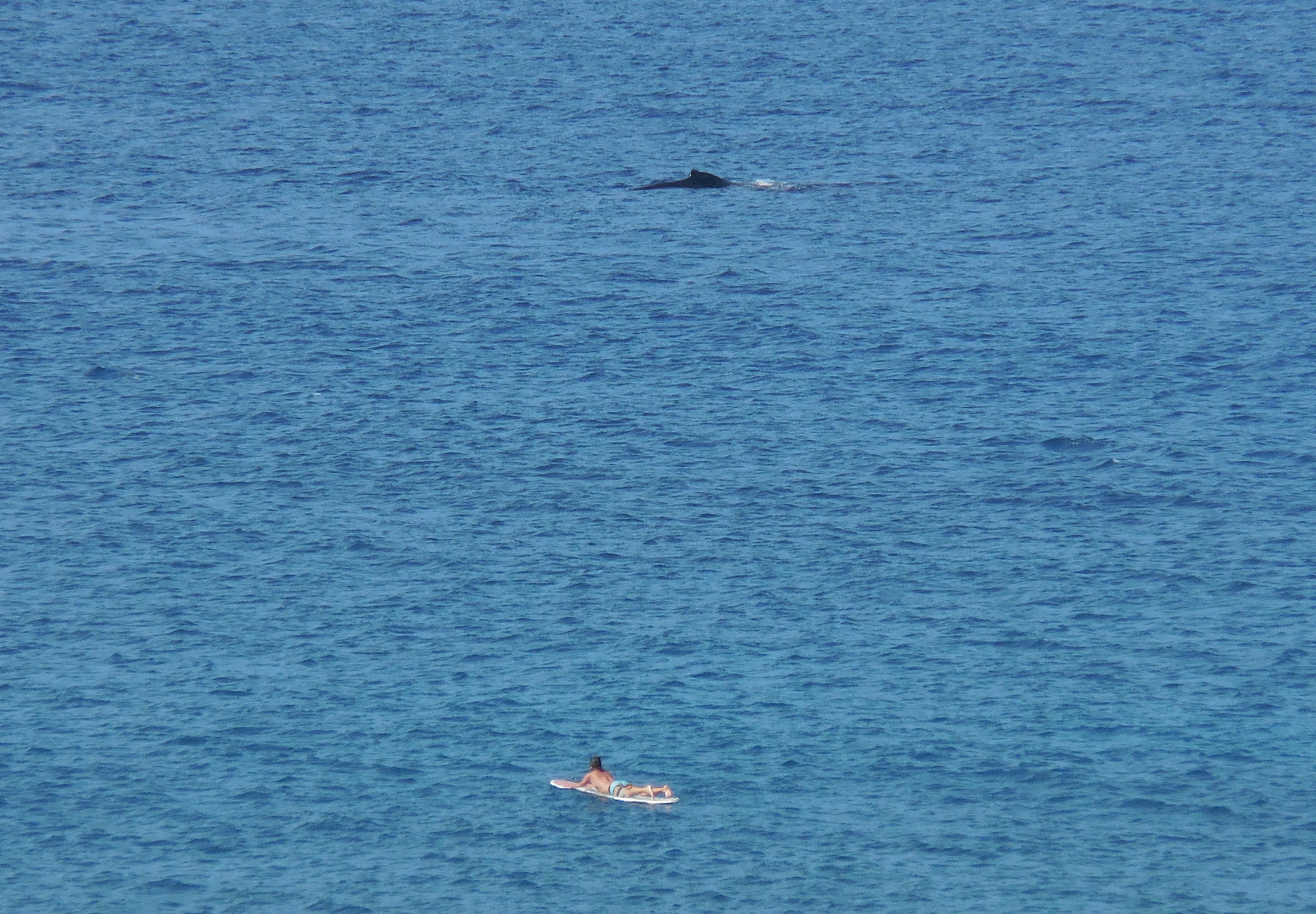 Paddling Out to See a Whale
