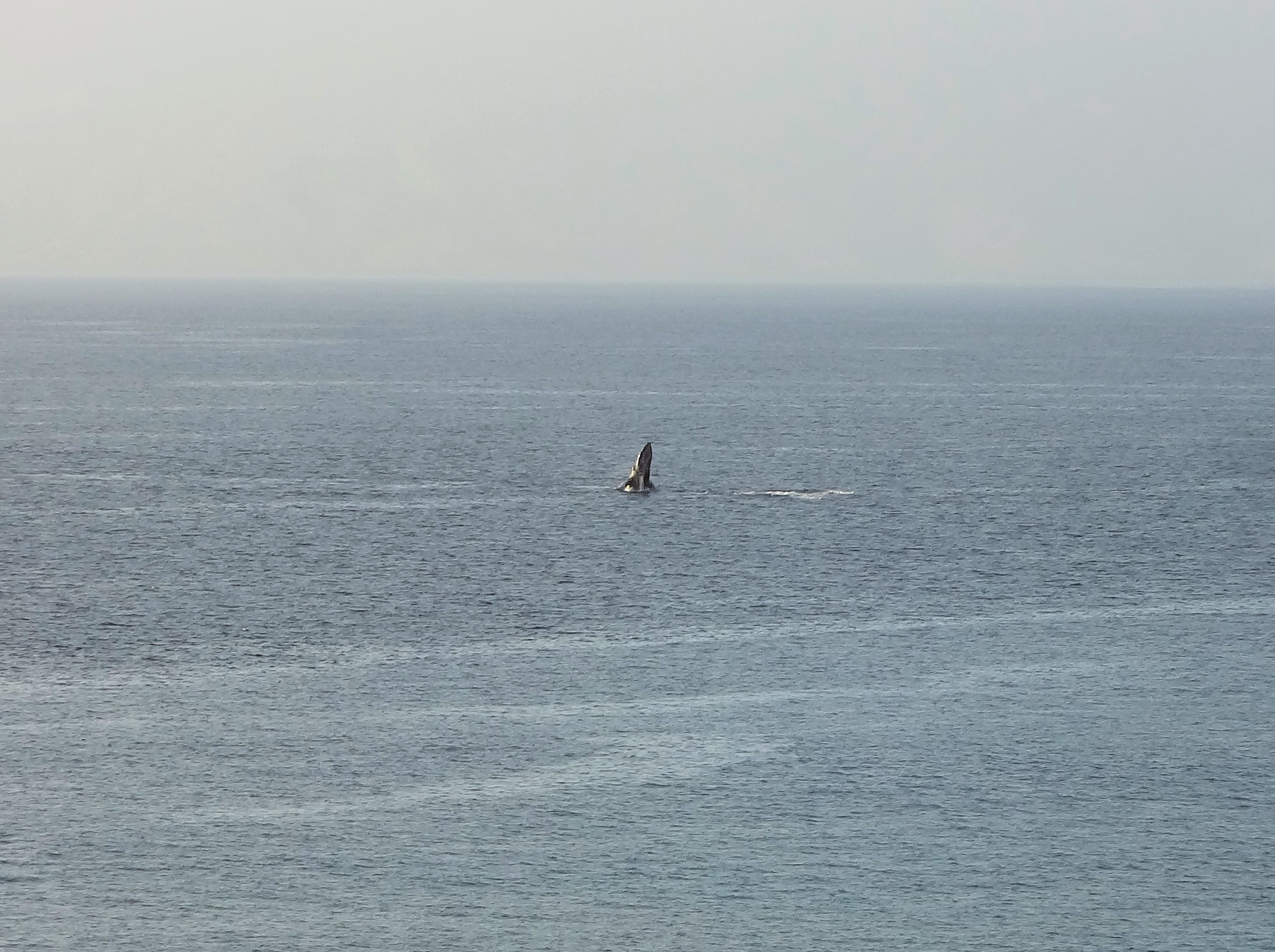 Watch Whales Breach from Our Private Lanai Balcony