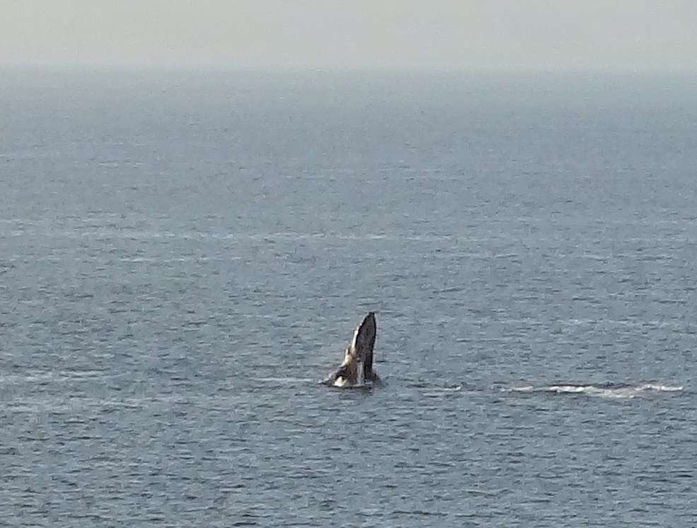 Humpback whale breaching as seen from Maui Kai 806 lanai